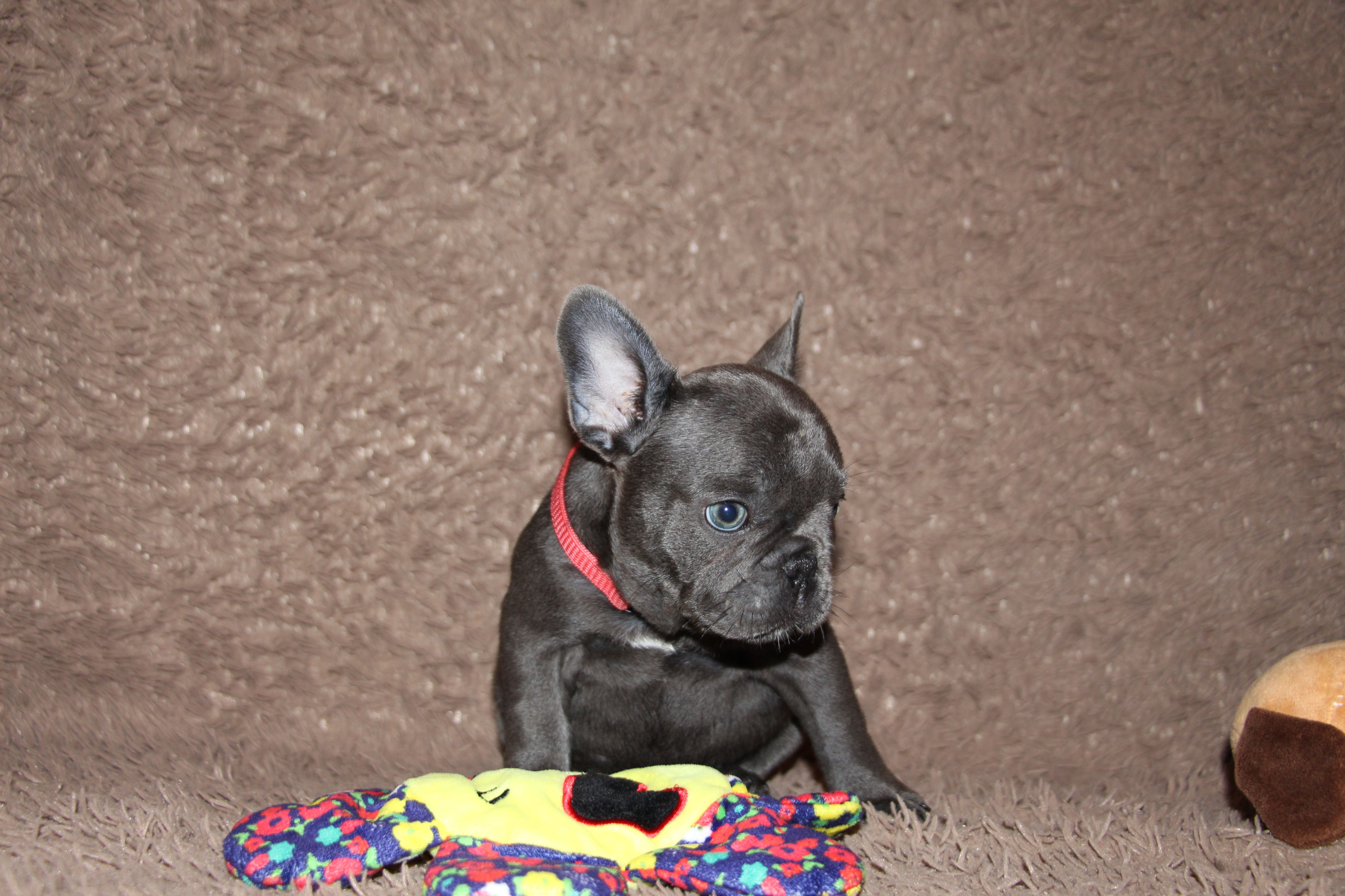 <svg class='pink'></svg> <b>Miss Little Heart</b> <svg class='pink'></svg>